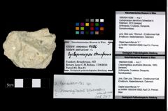 Foto (Objekt + Etikett) von Cracensigillatus acutirostris (Moericke, 1889)  (NHMW-GEO-1990-0041-0386)